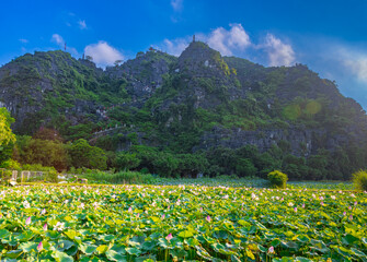 Big lake full of lotus flowers in full bloom lush green leaves and pink petals near dragon mountain...