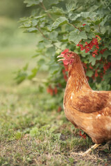Photo of a beautiful chicken near a red currant bush.