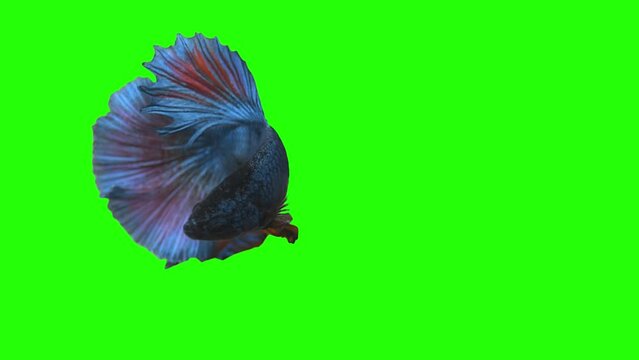 Green scren fish with a Matte. Spill suppressor need if use matte. Chromakey object