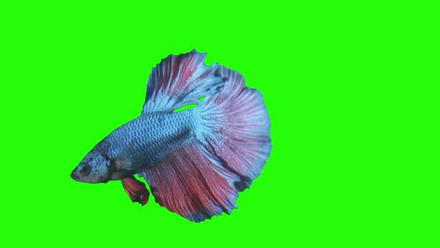 Green scren fish with a Matte. Spill suppressor need if use matte. Chromakey object Vol2