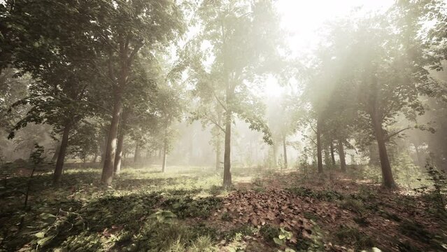 Panoramic view of the majestic evergreen forest in a morning fog