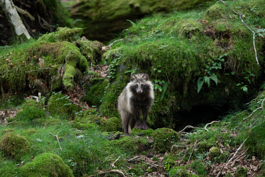 富士山麓に生息するタヌキ