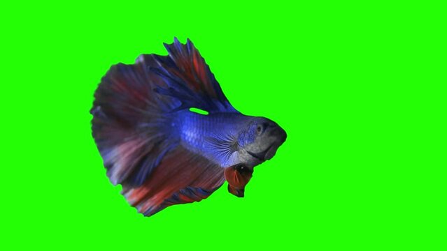 Green scren fish with a Matte. Spill suppressor need if use matte. Chromakey object Vol3