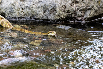 アオダイショウのクローズアップ　川を泳ぐ　獲物を飲み込んだ