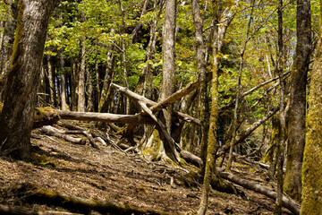 富士山麓周辺のブナの原生林　トレッキングコース