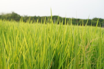 rice field