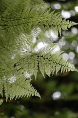 fern leaf with drops
