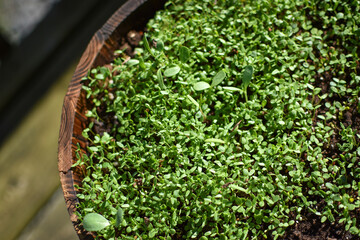 Wildflower seedlings growing in a wooden planter