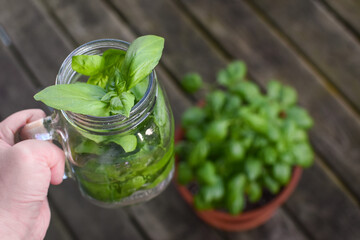 Freshly harvested sweet basil in summer