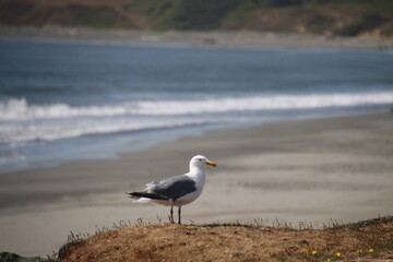 seagull on the beach
