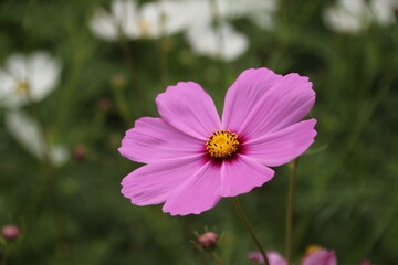 Obraz premium pink cosmos flowers