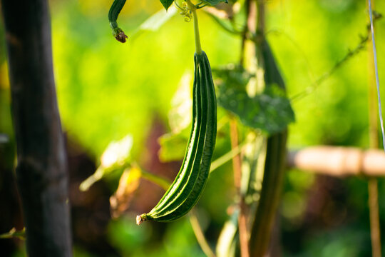 Chinese okra or sponge gourd hanging in its plant with blurred background.