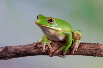 Fototapeta premium White-lipped tree frog (Litoria infrafrenata) on branch, white-lipped tree frog (Litoria infrafrenata) closeup 