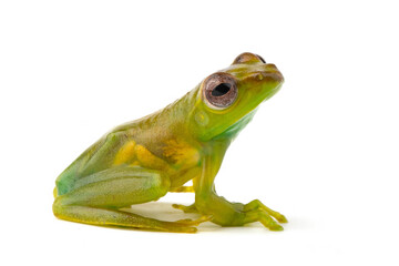 Baby Zhangixalus dulitensis closeup from side view, Baby Jade tree frog closeup on isolated 