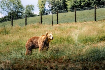 Brown bear standing in grass. Wildlife bear in a zoo.