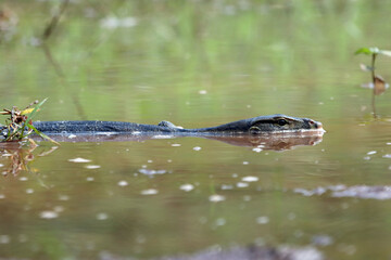 Juvenile monitor lizard are basking at the water's edge, Monitor lizards closeup