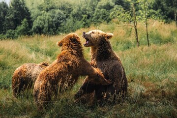 Brown bears fighting in nature. Wildlife scene of bears fight