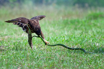 Crested Goshawk bird fighting with snake on the green grass, Crested Goshawk bird eating snake on green grass with natural background
