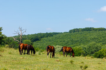 Horse herding in the landscape of Viscri Romania