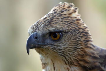 Closeup head of a changeable hawk eagle (Nisaetus cirrhatus) on natural background, Closeup head...