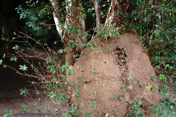 Naklejka na ściany i meble Huge Termite Mound at Base of Tree with Green Foliage Background