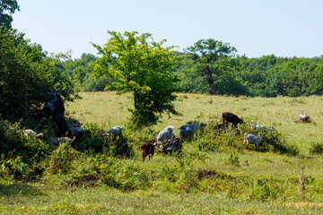 Herding of animals in the landscape of Viscri