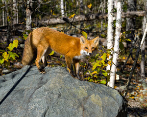 Red Fox Photo and Image. Fox close-up standing on a big rock and looking at camera with a blur birch tree forest background in its environment