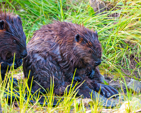 Beaver Photo and Image.  Couple grooming each other while displaying their body, head, eye, nose, tail, paws and wet fur in their environment.