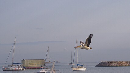 pelican in the harbor