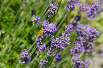Large Skipper butterfly (Ochlodes sylvanus) perched on lavender plant in Zurich, Switzerland