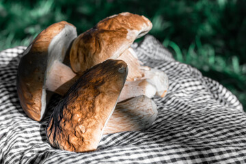 Fresh white mushrooms. A bunch of mushrooms on a background of trees outdoors. Close-up of mushrooms on a checkered tablecloth on a rustic table.