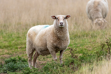 Fototapeta premium A sheep stood in a field of long grass with another sheep in the background.