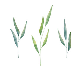 Green leaf branches collection. Set of meadow greenery foliage branches. Botanical design element. Hand drawn watercolor illustration for greeting card, wedding invitation, pack, stationary