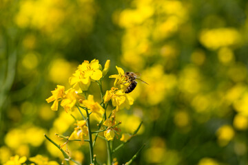 Golden lush blooming rapeseed, bees are collecting nectar