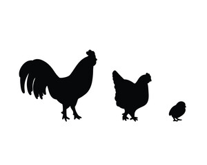 Set of detailed quality vector silhouettes of chickens. Domestic farm birds in different ages and males. Symbol of chicken meat, eggs.