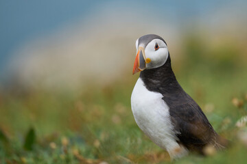 Atlantic puffin (Fratercula arctica) on the cliffs of Skomer Island off the coast of Pembrokeshire in Wales, United Kingdom