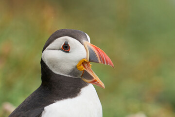 Atlantic puffin (Fratercula arctica) calling on Skomer Island off the coast of Pembrokeshire in Wales, United Kingdom
