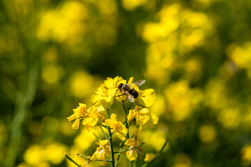 Golden lush blooming rapeseed, bees are collecting nectar