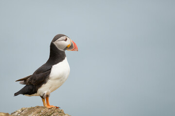 Atlantic puffin (Fratercula arctica) on the cliffs of Skomer Island off the coast of Pembrokeshire in Wales, United Kingdom