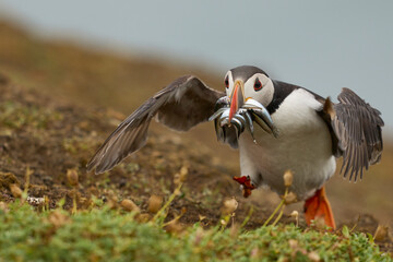 Puffin (Fratercula arctica) carrying small fish in its beak to feed its chick on Skomer Island off the coast of Pembrokeshire in Wales, United Kingdom