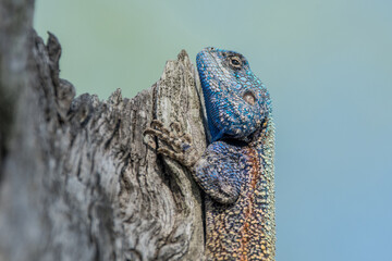 Southern Tree Agama (Acanthocercus atricollis)