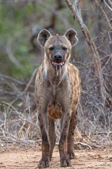 Fotobehang Spotted Hyena © Mark