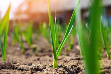Green garlic or onion grows in garden bed. Close-up view from bottom. Spring sowing and growth of vegetables. Background.