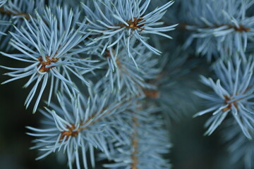 Naklejka na ściany i meble branches of a blue Christmas tree close-up, New Year's ornament, pine needles close-up, a pattern of blue spruce branches, a soft blue background of a Christmas tree