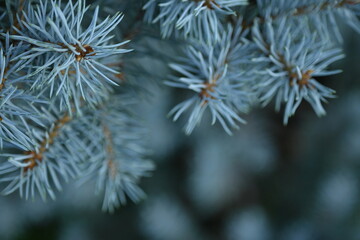 branches of a blue Christmas tree close-up, New Year's ornament, pine needles close-up, a pattern of blue spruce branches, a soft blue background of a Christmas tree
