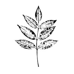 Leaf tree silhouette vector. Black leaf with veins and stem isolated on white background.