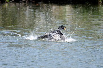 Fototapeta premium 池の鵜