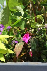 Pink flowers growing in the sunny summer garden.