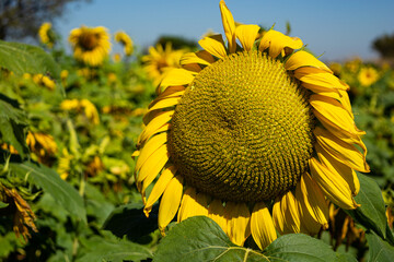 sunflower field with lots of bees