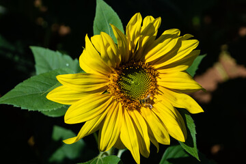 sunflower field with lots of bees